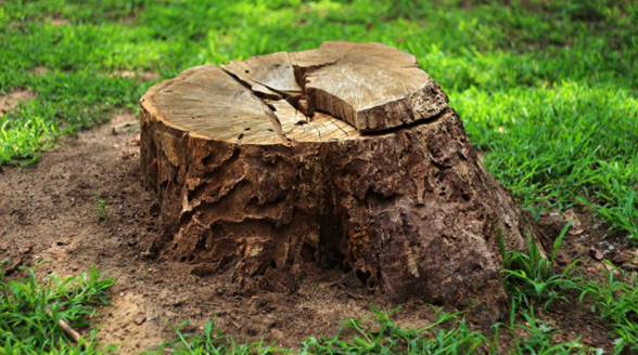 stump removal leeds wakefield